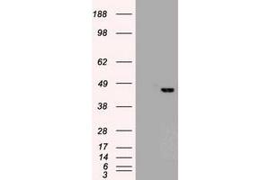 Image no. 2 for anti-SRY (Sex Determining Region Y)-Box 17 (SOX17) (AA 177-414) antibody (ABIN1491030) (SOX17 antibody  (AA 177-414))