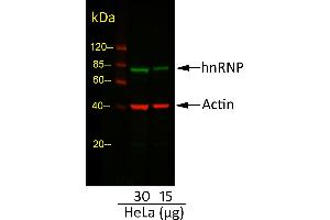 Western Blotting (WB) image for Goat anti-Rabbit IgG (Heavy & Light Chain) antibody (DyLight 680) - Preadsorbed (ABIN7446881)