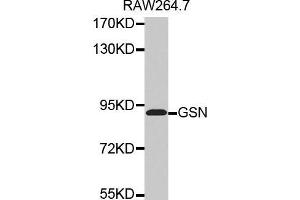 Western blot analysis of extracts of RAW264. (Gelsolin antibody  (AA 543-782))