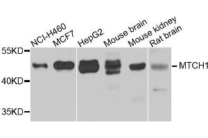 Western blot analysis of extracts of various cell lines, using MTCH1 antibody. (MTCH1 antibody)