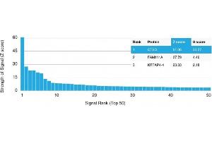 Analysis of Protein Array containing more than 19,000 full-length human proteins using Cathepsin D Mouse Monoclonal Antibody (CTSD/3082) Z- and S- Score: The Z-score represents the strength of a signal that a monoclonal antibody (MAb) (in combination with a fluorescently-tagged anti-IgG secondary antibody) produces when binding to a particular protein on the HuProtTM array. (Cathepsin D antibody  (AA 104-250))