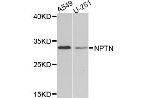 Western blot analysis of extracts of various cells, using NPTN antibody. (NPTN antibody)