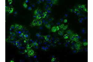 Anti-FAHD2A mouse monoclonal antibody (ABIN2453018) immunofluorescent staining of COS7 cells transiently transfected by pCMV6-ENTRY FAHD2A (RC211128). (FAHD2A antibody)