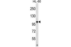 Western Blotting (WB) image for anti-Tubulin tyrosine Ligase-Like Family, Member 4 (TTLL4) antibody (ABIN2996832) (TTLL4 antibody)