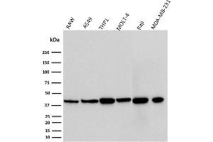 Western Blot Analysis of RAW, A549, THP1, MOLT-4, Raji, and MDA-MB-231 cell lysates using PD-L1 Mouse Monoclonal Antibody (PDL1/2746).