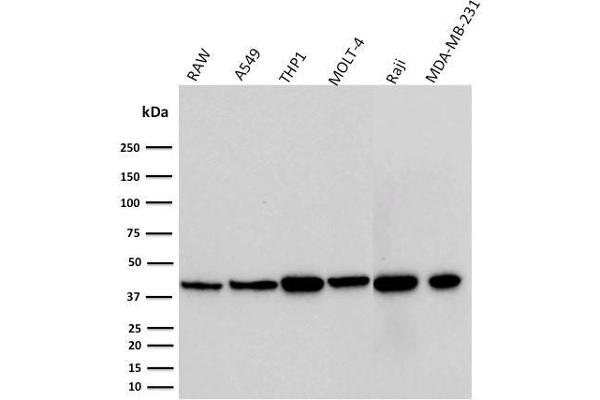 PD-L1 抗体  (AA 39-191)