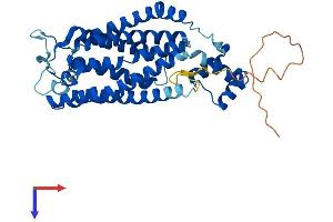Ceramide Synthase 2 Protein (CERS2) (AA 1-380) (His tag)