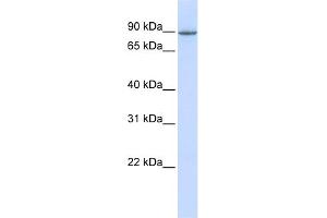 WB Suggested Anti-OTUD7B Antibody Titration:  0. (OTUD7B antibody  (Middle Region))
