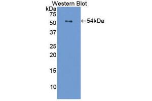 Western Blotting (WB) image for anti-Filaggrin (FLG) (AA 119-336) antibody (ABIN1858899)