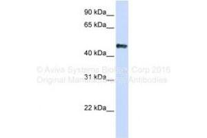 Host: Rabbit Target Name: CSDA Sample Tissue: Human HEK293T Antibody Dilution: 1ug/ml (CSDA antibody  (C-Term))