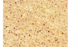 Immunohistochemistry of paraffin-embedded human adrenal gland tissue using ABIN7144761 at dilution of 1:100 (Asporin antibody  (AA 33-380))