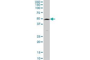 TMPRSS11B MaxPab polyclonal antibody. (TMPRSS11B antibody  (AA 1-416))