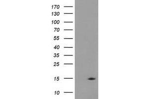 Image no. 2 for anti-Coiled-Coil-Helix-Coiled-Coil-Helix Domain Containing 5 (CHCHD5) antibody (ABIN1497490) (CHCHD5 antibody)
