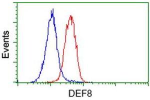Flow cytometric Analysis of Hela cells, using anti-DEF8 antibody (ABIN2454415), (Red), compared to a nonspecific negative control antibody, (Blue). (DEF8 antibody)