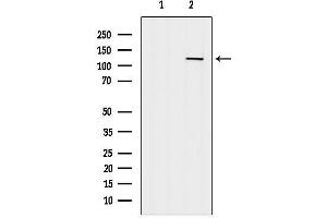 anti-CD93 (CD93) (C-Term) antibody