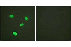 Immunofluorescence analysis of HeLa cells, using Histone H4 (Ab-12) Antibody. (Histone H4 antibody  (AA 10-59))