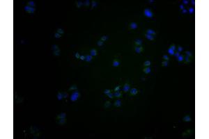 Immunofluorescence staining of Hela cells with ABIN7139984 at 1:200, counter-stained with DAPI. (OR2S2 antibody  (AA 262-276))