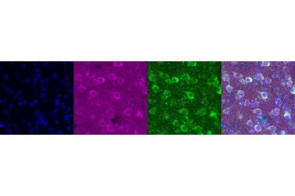 TRH antibody