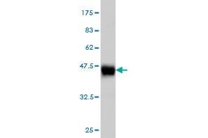 Western Blot detection against Immunogen (42.