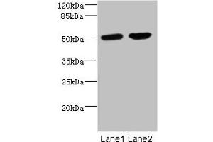 Western blot All lanes: CHRNA10 antibody at 0. (CHRNA1 antibody  (AA 25-240))
