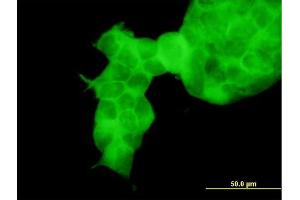 Immunofluorescence of purified MaxPab antibody to TTLL3 on 293 cell.