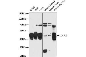 Western blot analysis of extracts of various cell lines, using LUC7L2 antibody (ABIN6132098, ABIN6143385, ABIN6143386 and ABIN6216960) at 1:3000 dilution. (LUC7L2 antibody  (AA 313-392))