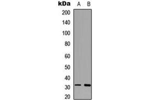 Western blot analysis of 42064 expression in K562 (A), mouse brain (B) whole cell lysates.