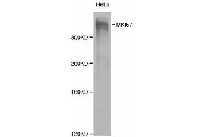 Western blot analysis of extracts of HeLa cells, using MKI67 antibody (ABIN5971120) at 1/1000 dilution. (Ki-67 antibody)