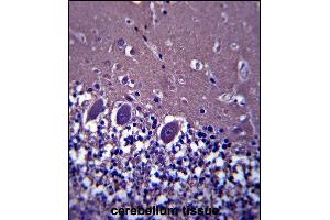 ABHD4 Antibody (Center) (ABIN657593 and ABIN2846594) immunohistochemistry analysis in formalin fixed and paraffin embedded human cerebellum tissue followed by peroxidase conjugation of the secondary antibody and DAB staining. (ABHD4 antibody  (AA 98-127))