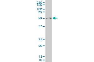 GCM1 antibody  (AA 108-166)