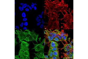 Immunocytochemistry/Immunofluorescence analysis using Mouse Anti-AMIGO-1 Monoclonal Antibody, Clone S86-36 . (AMIGO1 antibody  (AA 554-574) (Biotin))