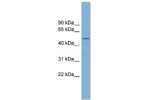 WB Suggested Anti-RNPEPL1 Antibody Titration: 0. (RNPEPL1 antibody  (N-Term))