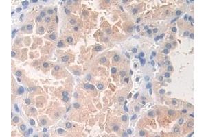 Immunohistochemistry (IHC) image for anti-Docking Protein 3 (DOK3) (AA 128-385) antibody (ABIN7443533)