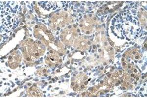 Immunohistochemical staining (Formalin-fixed paraffin-embedded sections) of human kidney with FBXL7 polyclonal antibody  at 4-8 ug/mL working concentration. (FBXL7 antibody  (N-Term))