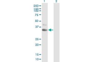 Western Blot analysis of CD1D expression in transfected 293T cell line by CD1D MaxPab polyclonal antibody. (CD1d antibody  (AA 1-335))