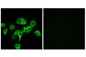 Immunofluorescence (IF) image for anti-Cell Adhesion Molecule-Related/down-Regulated By Oncogenes (CDON) (Internal Region) antibody (ABIN1850264) (CDON antibody  (Internal Region))
