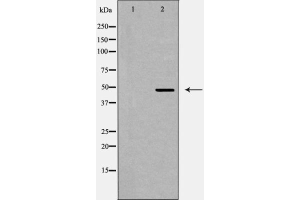 QRFPR antibody  (Internal Region)