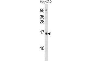 BGLAP Antibody (C80) western blot analysis in HepG2 cell line lysates (35µg/lane). (Osteocalcin antibody  (C-Term))