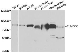 Western blot analysis of extracts of various cell lines, using ELMO3 antibody (ABIN5975493) at 1/1000 dilution. (ELMO3 antibody)