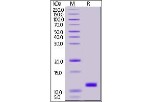 SARS-CoV-2 NSP7 Protein (His tag)