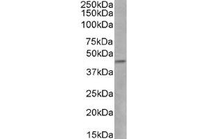 Western Blot using anti-CCR5 (phosphoserine 337) antibody V14/2. (Recombinant CCR5 antibody  (pSer337))