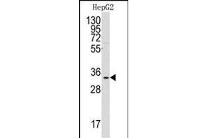 Western blot analysis of anti-C1QBP Antibody (Center) (ABIN392305 and ABIN2841958) in HepG2 cell line lysates (35 μg/lane). (C1QBP antibody  (AA 76-104))
