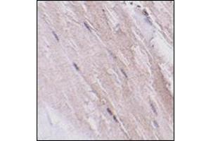 Immunohistochemistry of NIPSNAP2 in mouse skeletal muscle tissue with this product at 2. (GBAS antibody  (N-Term))