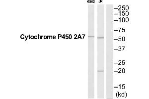 Western blot analysis of extracts from K562/Jurkat cells, using CYP2A7 antibody. (CYP2A7 antibody  (Internal Region))