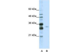 Western Blotting (WB) image for anti-serine/arginine-Rich Splicing Factor 1 (SRSF1) antibody (ABIN2462230) (SRSF1 antibody)
