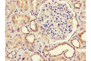 Immunohistochemistry of paraffin-embedded human kidney tissue using ABIN7168224 at dilution of 1:100 (RPE antibody  (AA 2-228))