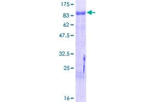 NR4A1 Protein (AA 1-598) (GST tag)