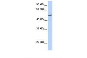 Image no. 1 for anti-ST3 beta-Galactoside alpha-2,3-Sialyltransferase 1 (ST3GAL1) (AA 254-303) antibody (ABIN6738164) (ST3GAL1 antibody  (AA 254-303))