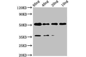 Western Blot Positive WB detected in Recombinant protein All lanes: met antibody at 2 μg/mL Secondary Goat polyclonal to rabbit IgG at 1/50000 dilution Predicted band size: 42 kDa Observed band size: 52 kDa (c-MET antibody  (AA 76-179))
