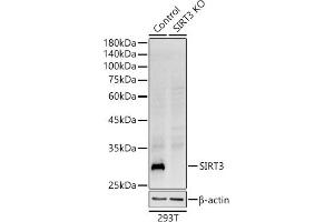 Western blot analysis of extracts from wild type (WT) and SIRT3 knockout (KO) 293T cells, using SIRT3 antibody (ABIN7270324) at 1:1000 dilution. (SIRT3 antibody)